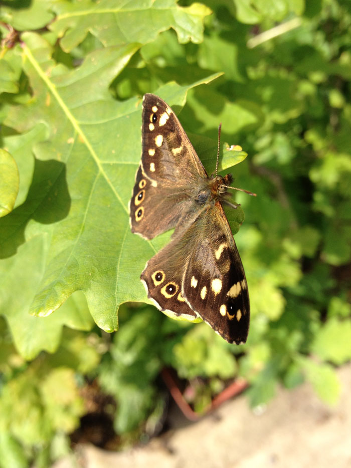 speckled wood butterfly for animation